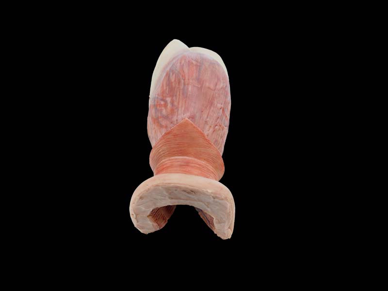 soft silicone anal canal model