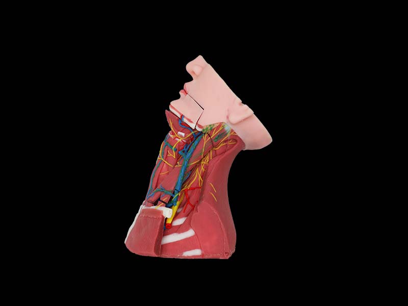 Soft Silicone Anatomy of Anterior, Middle and Posterior Neck Model