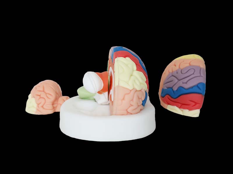 soft silicone brain anatomy model