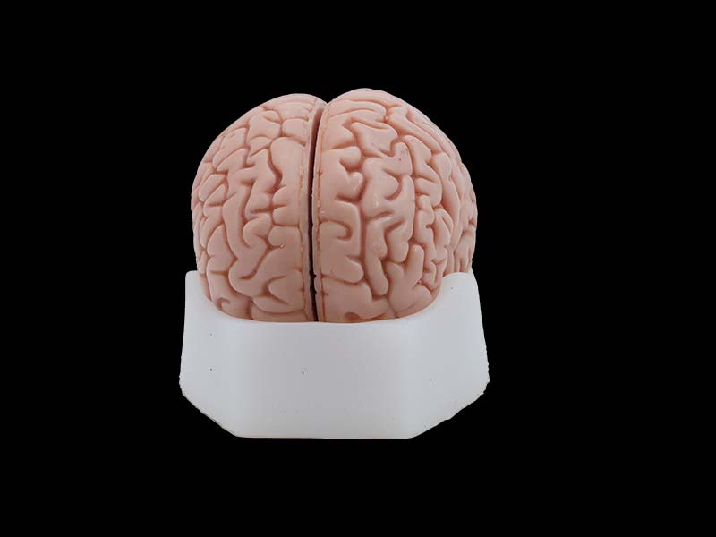 soft silicone brain anatomy model