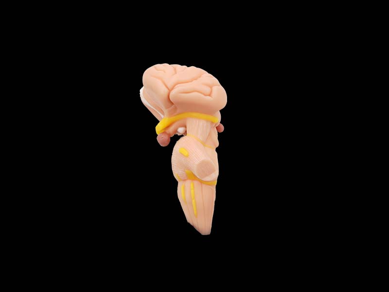 Soft Silicone Brainstem, Diencephalon, Thalamic Nucleus Anatomy Model