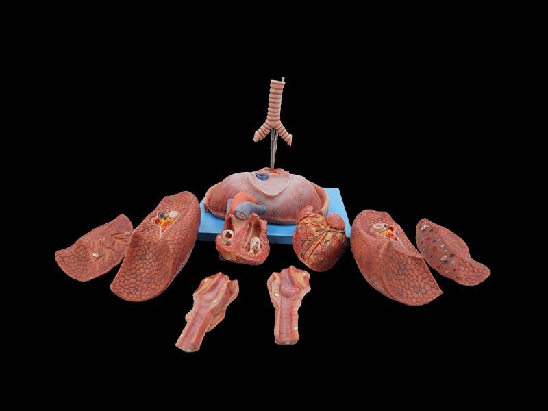 Soft Silicone Cardiopulmonary Respiratory System Anatomy Model