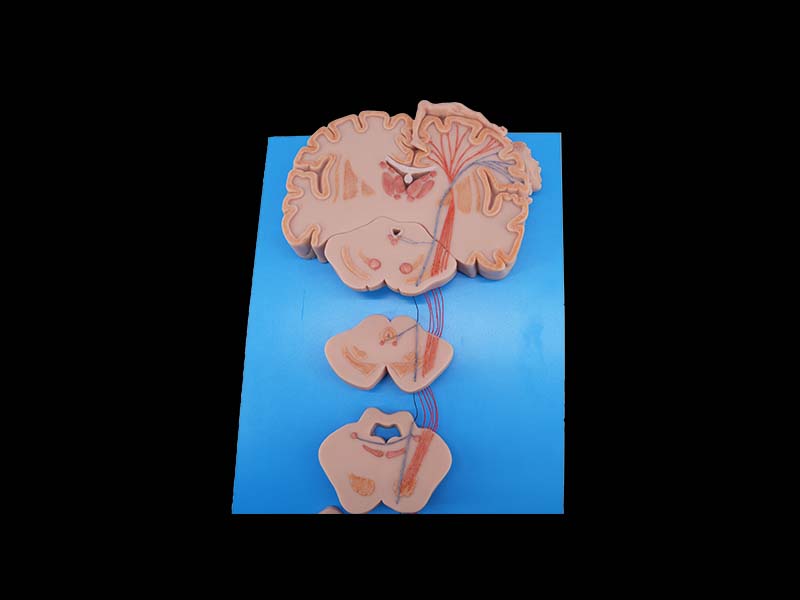 Soft Silicone Conduction Bundle of Vertebral System Model