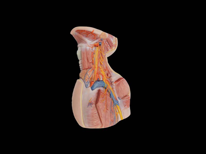 soft silicone anatomy of neck model