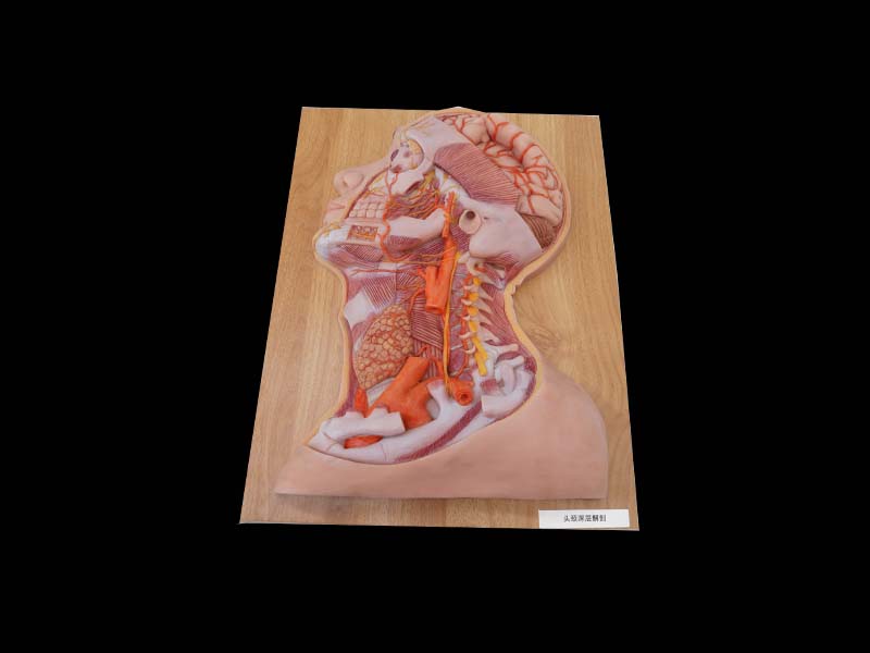 Soft Silicone Deep Arteries and Nerves of Head and Neck Anatomy Model