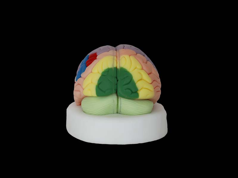 soft silicone enlarged brain anatomy modle