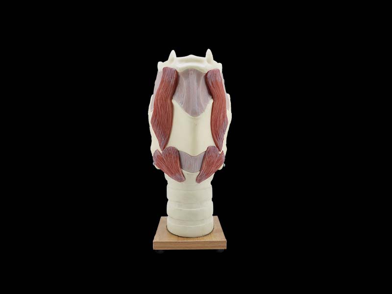 Soft Silicone Enlarged Larynx Model