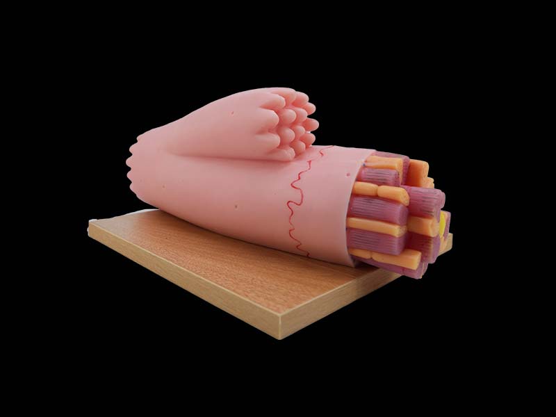 Soft Silicone Enlarged Myocardial Fiber Model