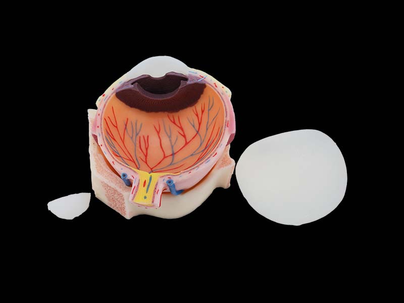 Soft Silicone Eyeball Structure Anatomy Model