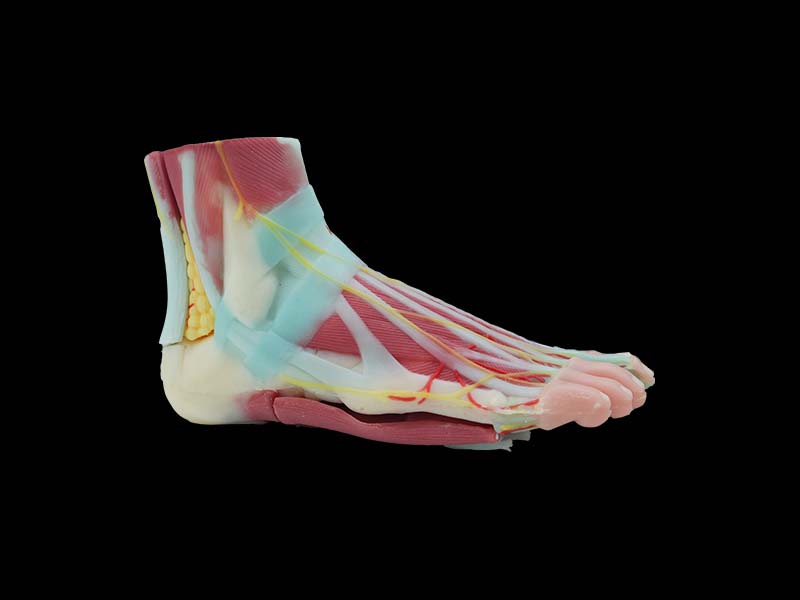 soft silicone foot anatomical model