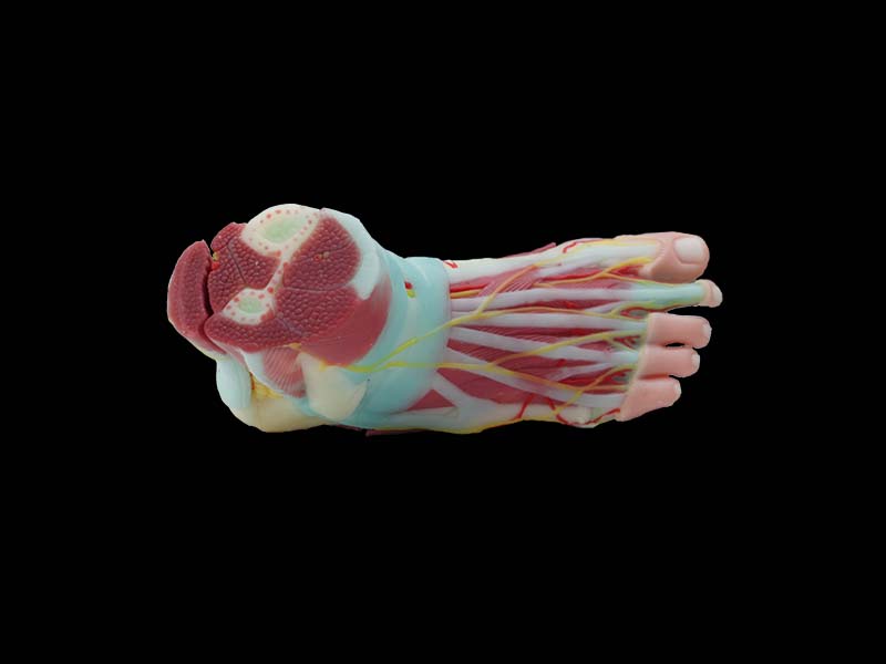 soft silicone foot anatomy model