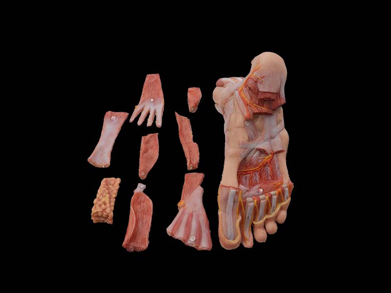 soft silicone foot anatomy model for sale