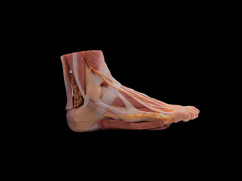 soft silicone foot anatomy model