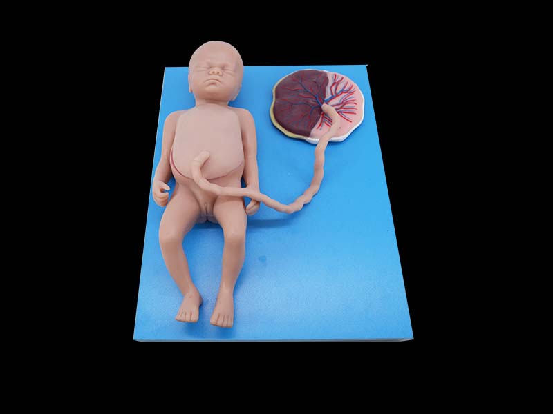 Soft Silicone Full-term Fetal Blood Circulation with Placenta and Internal Organs Model