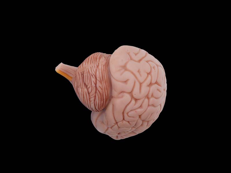 soft silicone half brain model