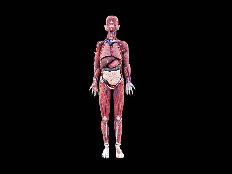 Soft Silicone Human Body Anatomy Model