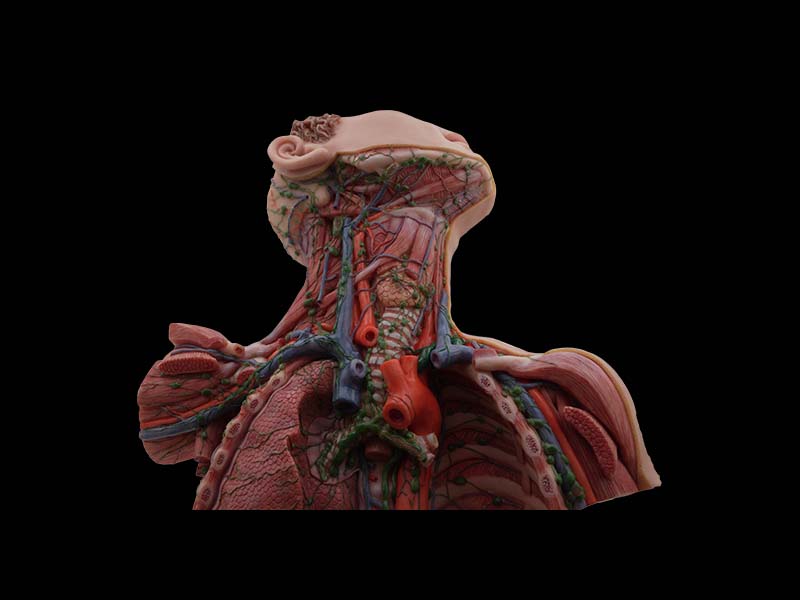 Soft Silicone Lymphatic Ducts of the Neck, Chest, Abdomen, and Pelvis Anatomy Model