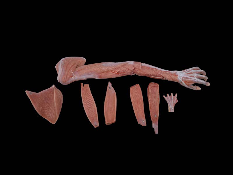 Soft Silicone Muscles of Upper Limb Anatomy Model