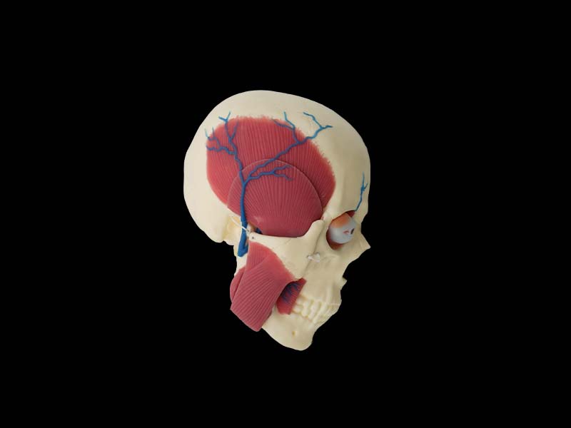 Soft Silicone Skull, Brain and Masseter Relationship Anatomy Model