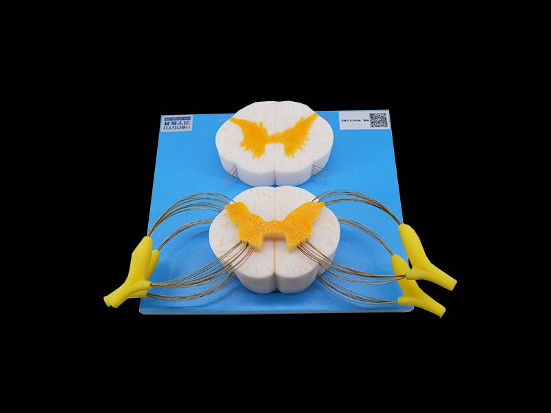 Soft Silicone Spinal Cord and Spinal Nerve Branch Model