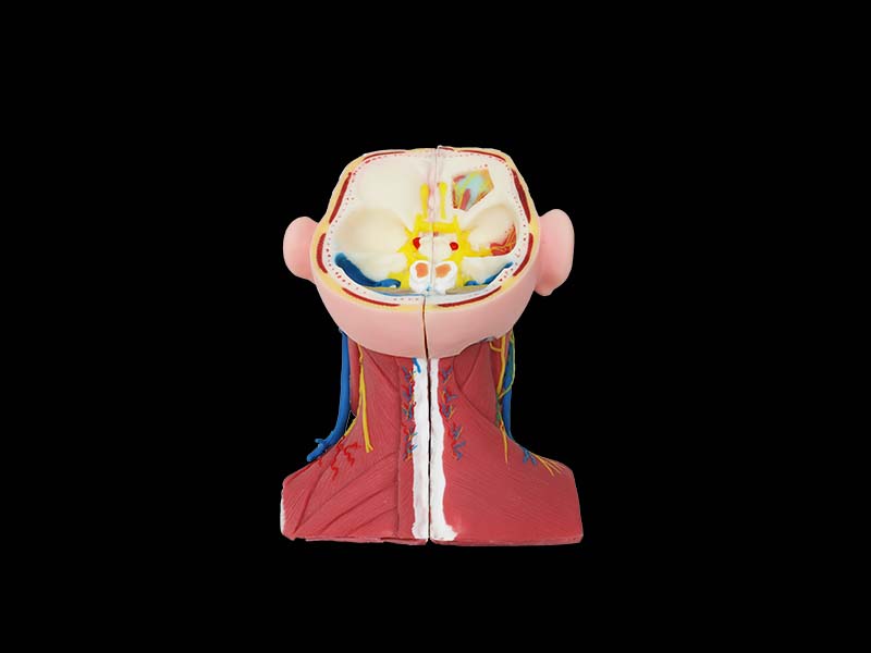 Soft Silicoen Structure and Sagittal Section of Anterior Cervical Region Model