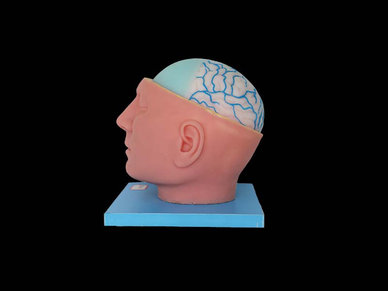 Soft Silicone Superior Sagittal Sinus and Falx Cerebri Model