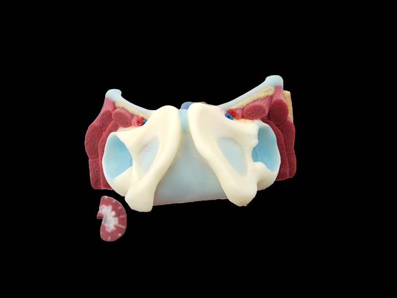 Soft Silicone Urinary System Anatomy Model