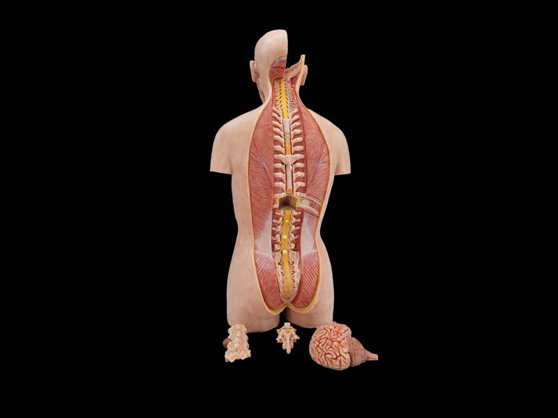 soft simulated 85cm human orso anatomy mdoel