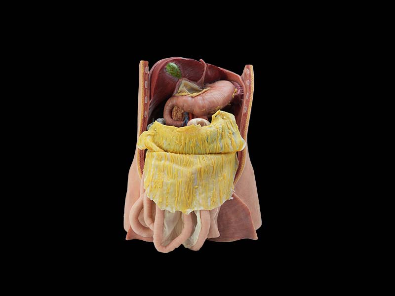 Soft Simulated Abdominal Cavity and Greater Omentum Silicone Model