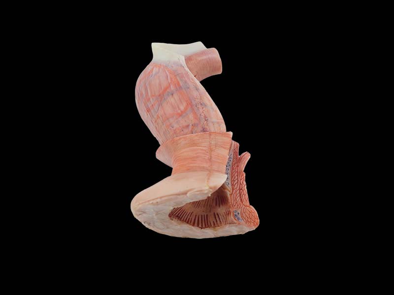 soft simulated anal canal anatomy model