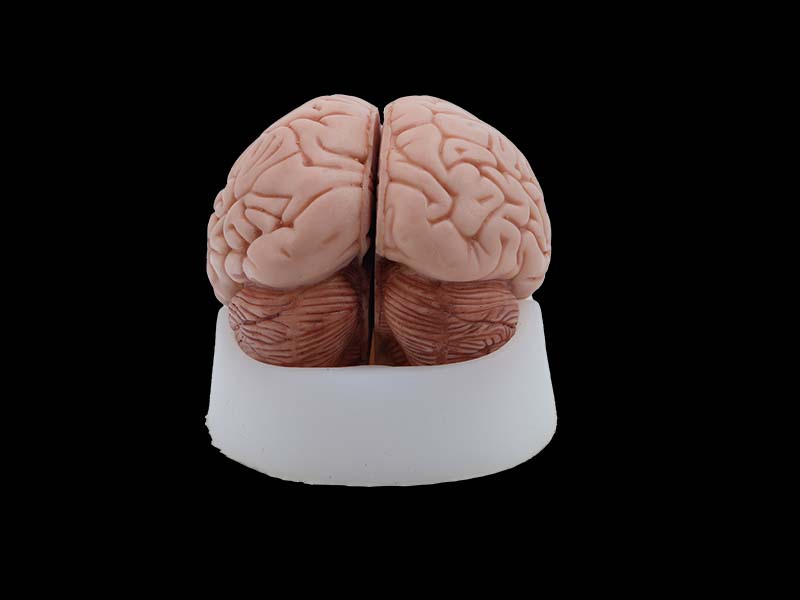 soft simulated brain anatomy model