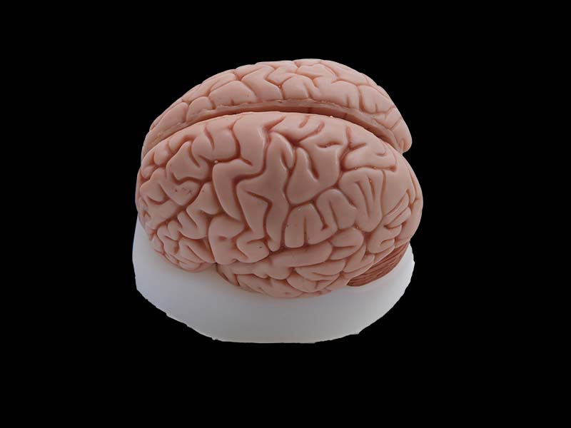 soft simulated brain model