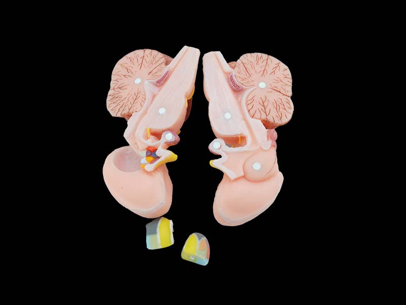 Soft Simulated Brainstem, Diencephalon, Thalamic Nucleus, Cerebellum and Fourth Ventricle Anatomy Model