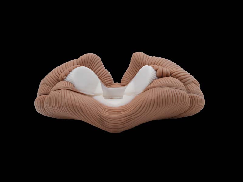 Soft Simulated Cerebellum Anatomy Model