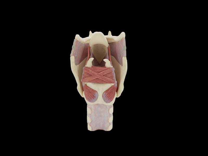 soft simulated enlarged larynx anatomy model