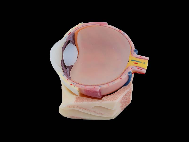 Soft Simulated Eyeball Structure Silicone Model