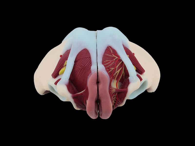 Soft Simulated Female Pelvis With Muscles and Uterus Anatomy Model