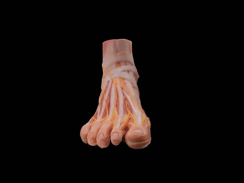 soft simulated foot anatomy model