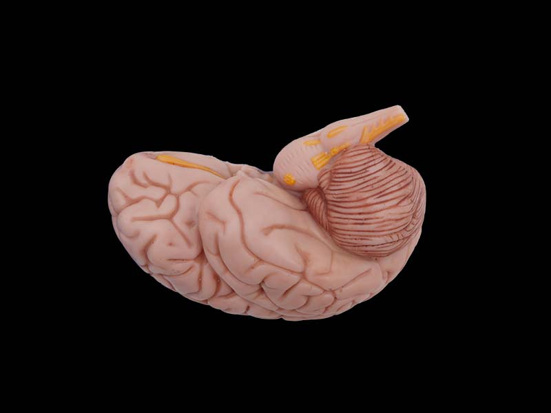 soft simulated half brain anatomy model