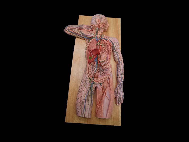 Soft Simulated Human Lymphatic System Anatomy Model