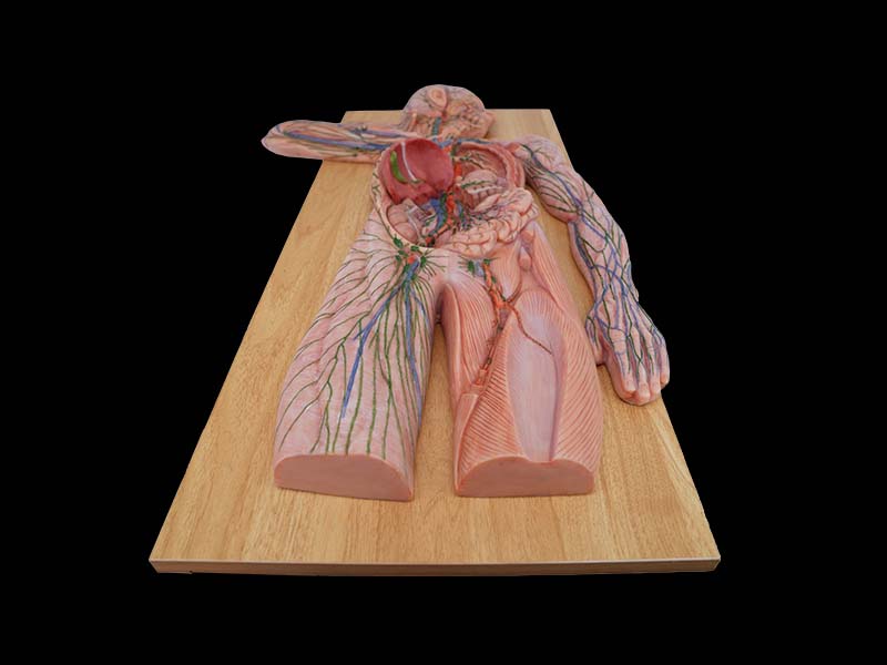 Soft Simulated Human Lymphatic System Silicone Model