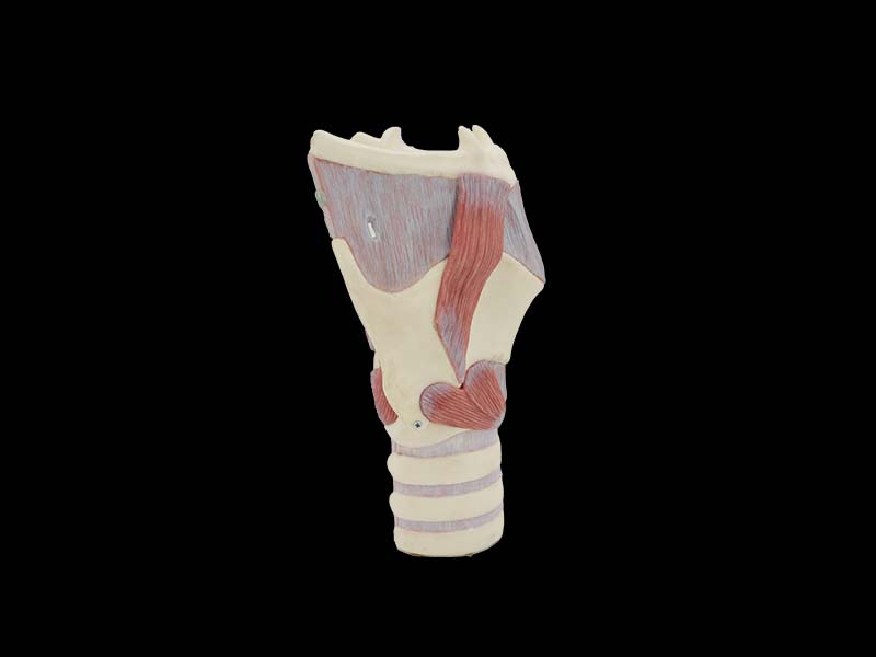 Soft Simulated Enlarged Larynx Anatomy Model