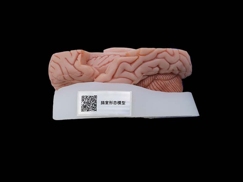 Soft Simulated Silicone Ventricle Model