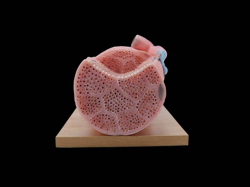 Soft Simulated Skeletal Muscle Fibers and Exercise Model