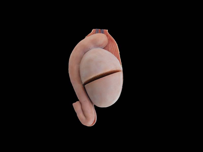 soft simulated testis anatomy model