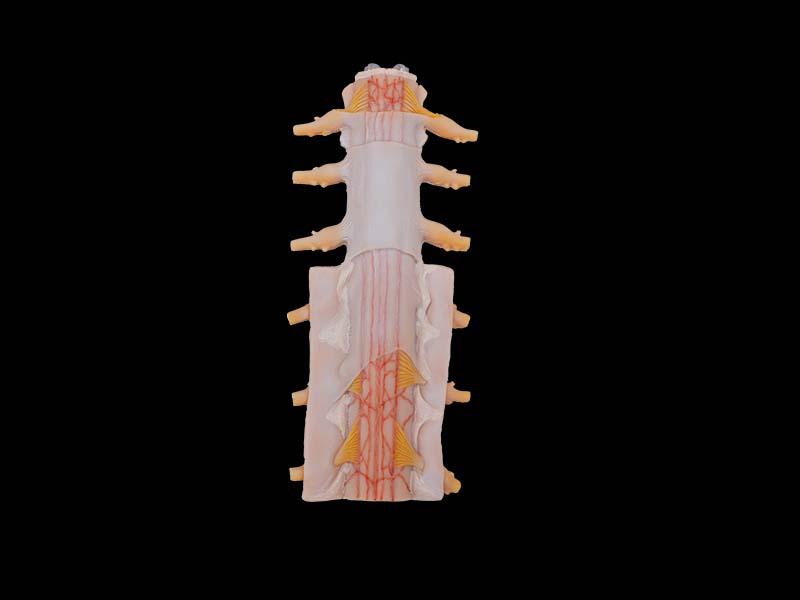 Soft Simulated Tunica of Spinal Cord Anatomy Model