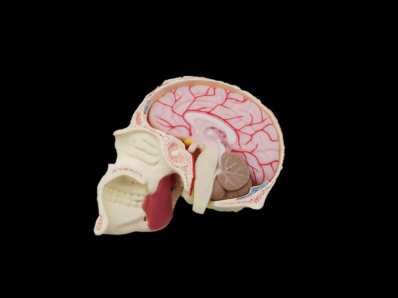 Soft Skull, Brain and Masseter Relationship Anatomy Model