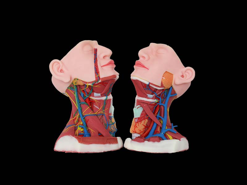 Soft Structure and Sagittal Section of Anterior Cervical Region Anatomy Model