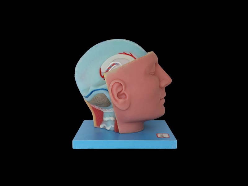 Soft Superior Sagittal Sinus and Falx Cerebri Model for sale