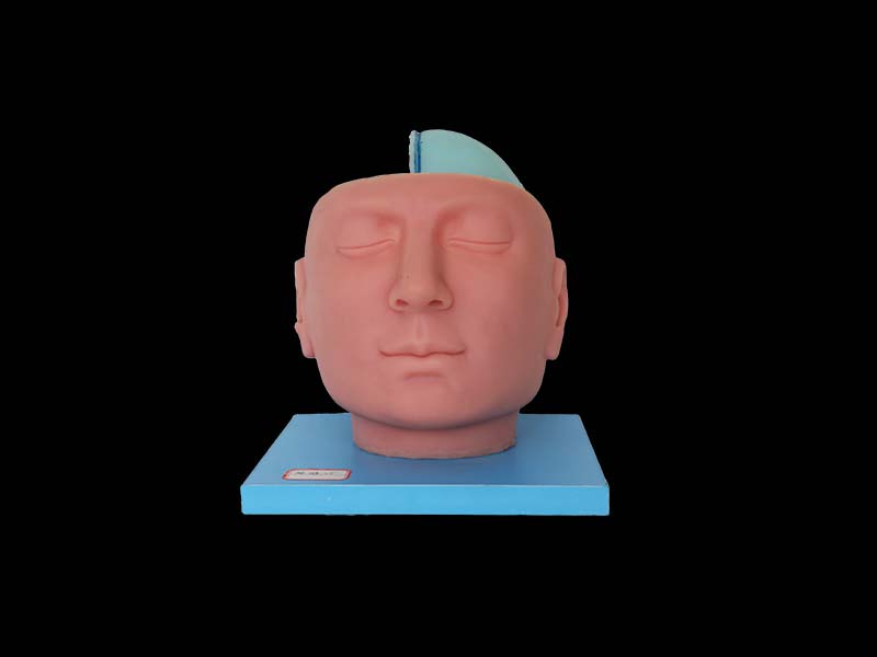 Soft Superior Sagittal Sinus and Falx Cerebri Model